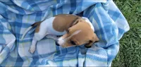 Rocky, a male Miniature Dachshund for sale in Shelbyville, TN – 3 of 5