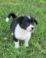 Blue, a male Cardigan Welsh Corgi and Pembroke Welsh Corgi for sale in Shelbyville, TN – 3 of 5
