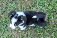 Wiggles , a male Cardigan Welsh Corgi and Pembroke Welsh Corgi for sale in Shelbyville, TN – 4 of 5