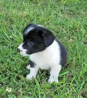 Blue, a male Cardigan Welsh Corgi and Pembroke Welsh Corgi for sale in Shelbyville, TN – 2 of 5