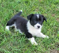 Buddy, a male Cardigan Welsh Corgi and Pembroke Welsh Corgi for sale in Shelbyville, TN – 3 of 4