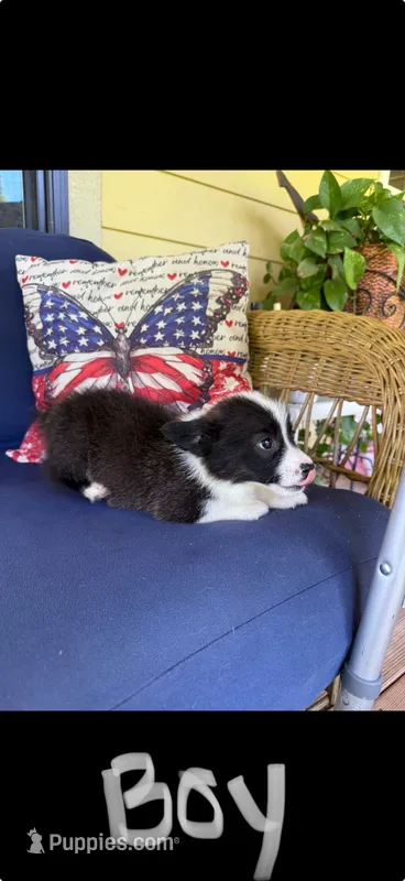 Coop – Cardigan Welsh Corgi, Pembroke Welsh Corgi puppy for sale in Shelbyville, TN