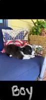 Coop, a male Cardigan Welsh Corgi and Pembroke Welsh Corgi for sale in Shelbyville, TN – 1 of 2