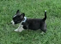 Tucker, a male Cardigan Welsh Corgi and Pembroke Welsh Corgi for sale in Shelbyville, TN – 2 of 4