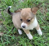 Princess, a female Cardigan Welsh Corgi and Pembroke Welsh Corgi for sale in Shelbyville, TN – 4 of 4