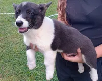 Buddy, a male Cardigan Welsh Corgi and Pembroke Welsh Corgi for sale in Shelbyville, TN – 2 of 3