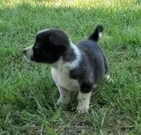 Tucker, a male Cardigan Welsh Corgi and Pembroke Welsh Corgi for sale in Shelbyville, TN – 4 of 4