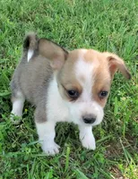 Prince, a male Cardigan Welsh Corgi and Pembroke Welsh Corgi for sale in Shelbyville, TN – 6 of 6