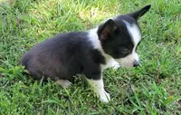 Bella, a female Cardigan Welsh Corgi and Pembroke Welsh Corgi for sale in Shelbyville, TN – 5 of 5