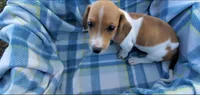 Rocky, a male Miniature Dachshund for sale in Shelbyville, TN – 4 of 5