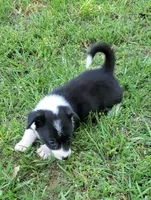 Blue, a male Cardigan Welsh Corgi and Pembroke Welsh Corgi for sale in Shelbyville, TN – 5 of 5