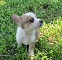 Prince, a male Cardigan Welsh Corgi and Pembroke Welsh Corgi for sale in Shelbyville, TN – 5 of 6