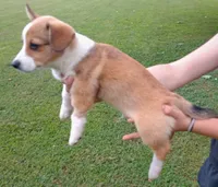Prince, a male Cardigan Welsh Corgi and Pembroke Welsh Corgi for sale in Shelbyville, TN – 2 of 2