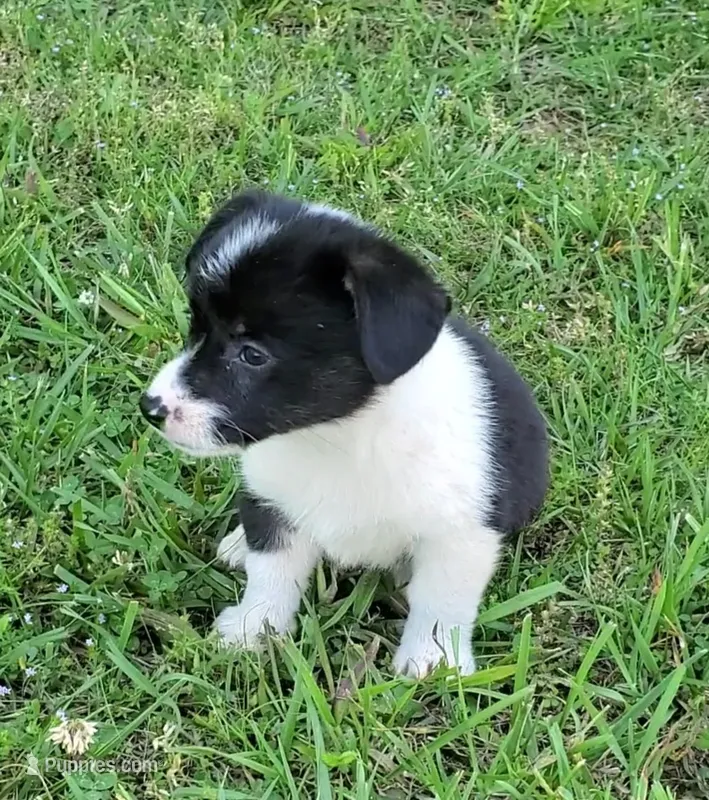 Buddy – Cardigan Welsh Corgi, Pembroke Welsh Corgi puppy for sale in Shelbyville, TN