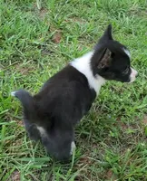 Cooper , a male Cardigan Welsh Corgi and Pembroke Welsh Corgi for sale in Shelbyville, TN – 3 of 5