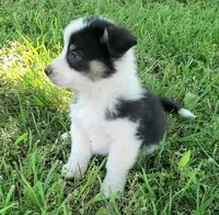 Wiggles , a male Cardigan Welsh Corgi and Pembroke Welsh Corgi for sale in Shelbyville, TN – 2 of 5