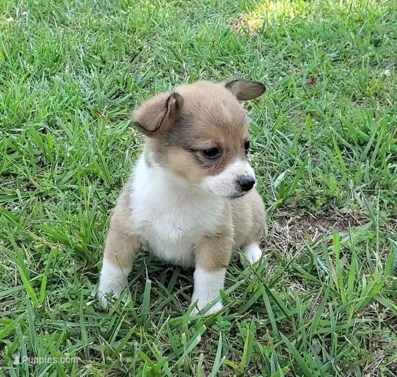 Princess – Cardigan Welsh Corgi, Pembroke Welsh Corgi puppy for sale in Shelbyville, TN