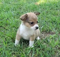 Princess, a female Cardigan Welsh Corgi and Pembroke Welsh Corgi for sale in Shelbyville, TN – 1 of 4