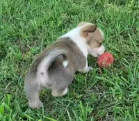 Prince, a male Cardigan Welsh Corgi and Pembroke Welsh Corgi for sale in Shelbyville, TN – 2 of 6