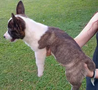 Blue, a male Cardigan Welsh Corgi and Pembroke Welsh Corgi for sale in Shelbyville, TN – 2 of 3