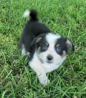 Wiggles , a male Cardigan Welsh Corgi and Pembroke Welsh Corgi for sale in Shelbyville, TN – 5 of 5