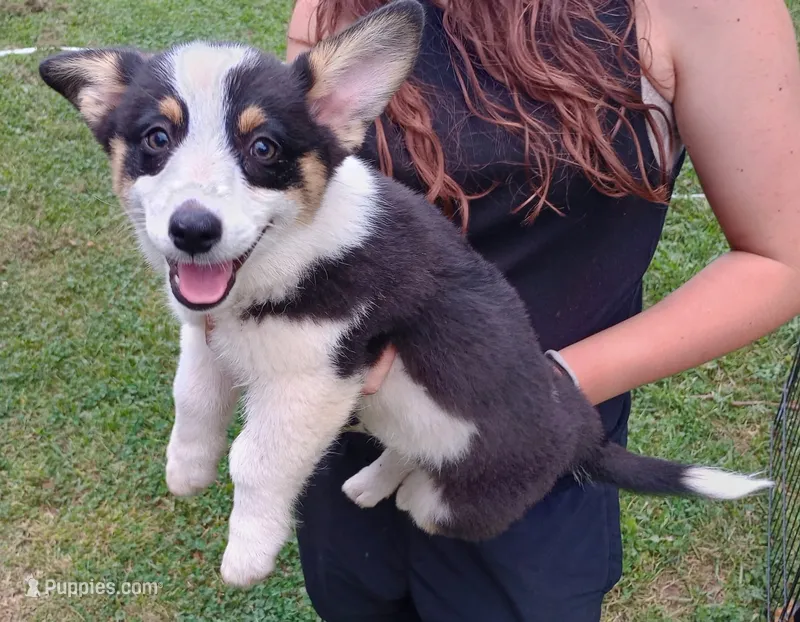 Wiggles  – Cardigan Welsh Corgi, Pembroke Welsh Corgi puppy for sale in Shelbyville, TN