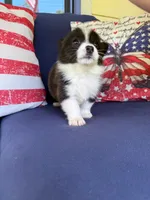 Coop, a male Cardigan Welsh Corgi and Pembroke Welsh Corgi for sale in Shelbyville, TN – 2 of 2