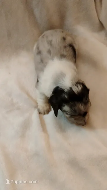 Spots – Dachshund puppy for sale in Shelbyville, TN