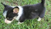 Floppy, a male Cardigan Welsh Corgi and Pembroke Welsh Corgi for sale in Shelbyville, TN – 3 of 6