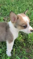 Prince, a male Cardigan Welsh Corgi and Pembroke Welsh Corgi for sale in Shelbyville, TN – 4 of 6