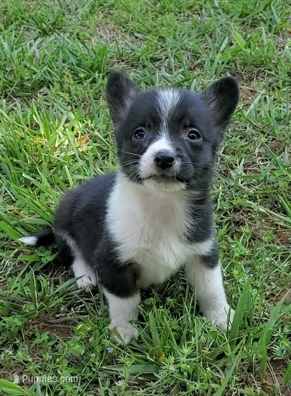 Cooper  – Cardigan Welsh Corgi, Pembroke Welsh Corgi puppy for sale in Shelbyville, TN