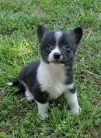 Cooper , a male Cardigan Welsh Corgi and Pembroke Welsh Corgi for sale in Shelbyville, TN – 1 of 5