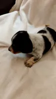 Buster, a male Dachshund for sale in Shelbyville, TN – 3 of 5