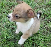 Princess, a female Cardigan Welsh Corgi and Pembroke Welsh Corgi for sale in Shelbyville, TN – 2 of 4