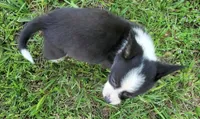 Bella, a female Cardigan Welsh Corgi and Pembroke Welsh Corgi for sale in Shelbyville, TN – 3 of 5