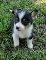 Floppy, a male Cardigan Welsh Corgi and Pembroke Welsh Corgi for sale in Shelbyville, TN – 2 of 6