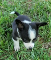 Bella, a female Cardigan Welsh Corgi and Pembroke Welsh Corgi for sale in Shelbyville, TN – 2 of 5