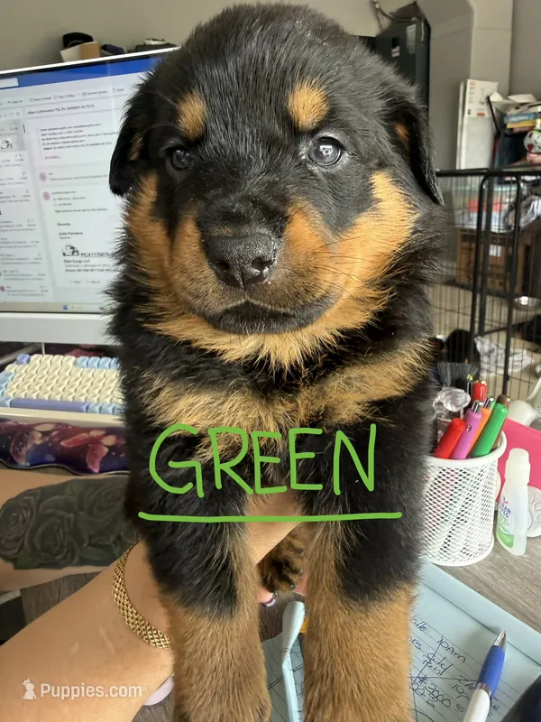 Green – Rottweiler puppy for sale in Lake Placid, FL