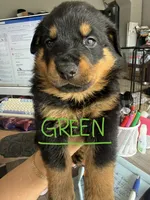 Green, a male Rottweiler for sale in Lake Placid, FL – 1 of 1