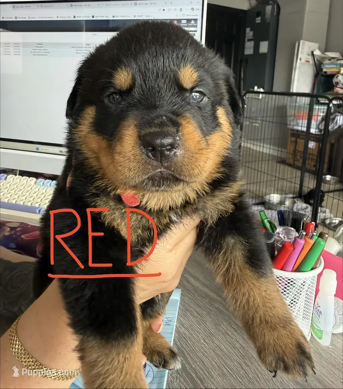 Red – Rottweiler puppy for sale in Lake Placid, FL