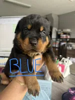 Blue, a male Rottweiler for sale in Lake Placid, FL – 1 of 1