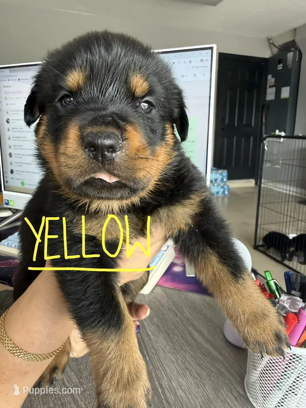 Yellow – Rottweiler puppy for sale in Lake Placid, FL