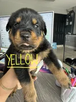 Yellow, a male Rottweiler for sale in Lake Placid, FL – 1 of 1