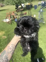 ZZ Top, a male Shih Tzu for sale in Glennie, MI – 2 of 3