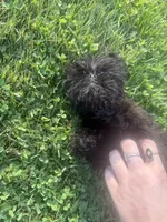Sandy, a female Brussels Griffon for sale in Glennie, MI – 5 of 5