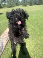 River, a male Brussels Griffon for sale in Glennie, MI – 6 of 6