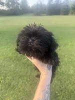Summer, a female Brussels Griffon for sale in Glennie, MI – 3 of 6