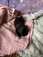 Skye, a female Brussels Griffon for sale in Glennie, MI – 2 of 5