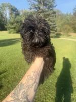 Sandy, a female Brussels Griffon for sale in Glennie, MI – 1 of 5