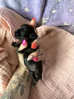 Summer, a female Brussels Griffon for sale in Glennie, MI – 2 of 4